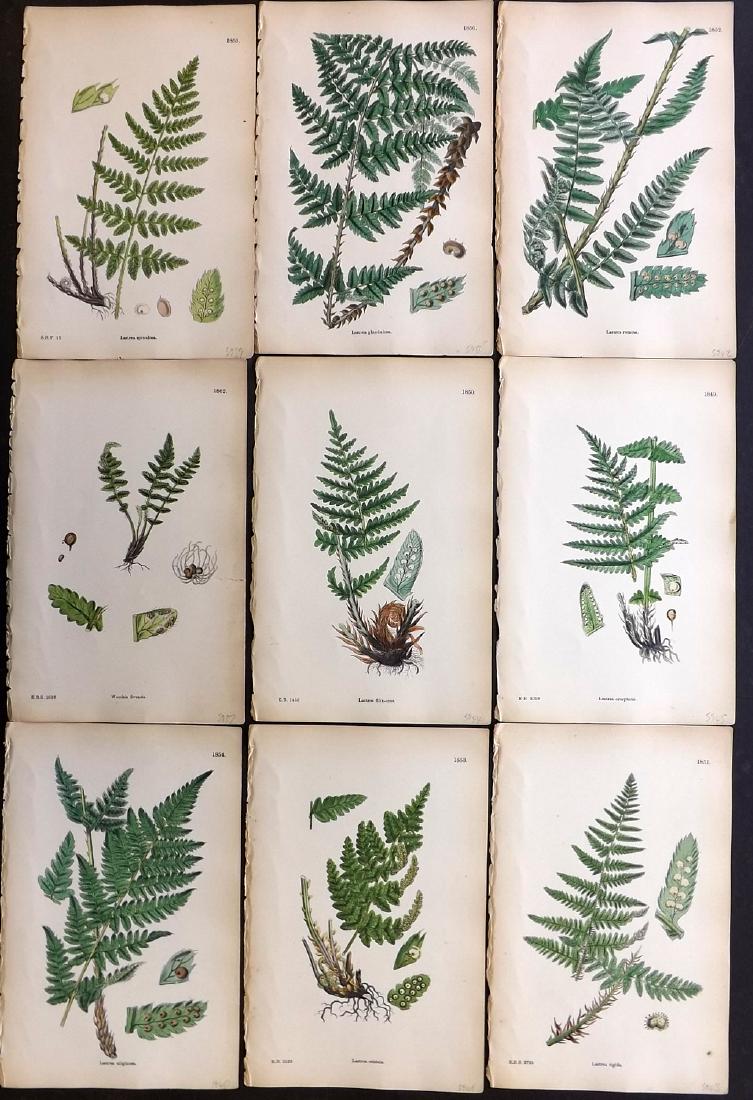 Sowerby, James 1883 Lot of 9 Hand Col Fern Prints (1 of 2)
