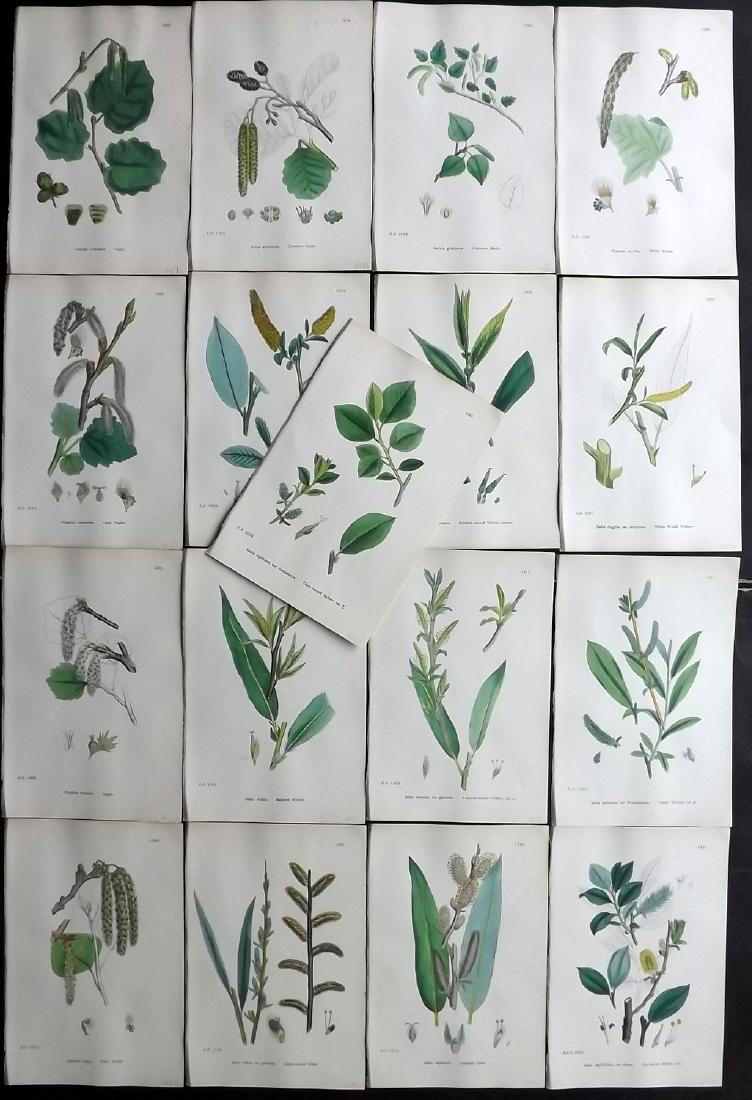 Sowerby, James 1902 Lot of 17 HCol Botanical Prints (1 of 2)