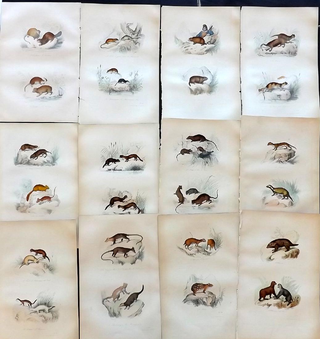 Buffon, Comte de 1857 Lot of 13 Hand Col Prints Rodents: Hand Coloured Etchings Published 1853-57, Paris for "Oeuvres Completes de Buffon" by The Comte de Buffon & Pierre Flourens. Paper Size: 10.5 x 7 inch (27 x 19cm) Good Condition overall
