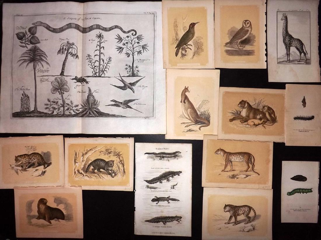 Natural History 18th-19th Century Lot of 14 (1 of 3)