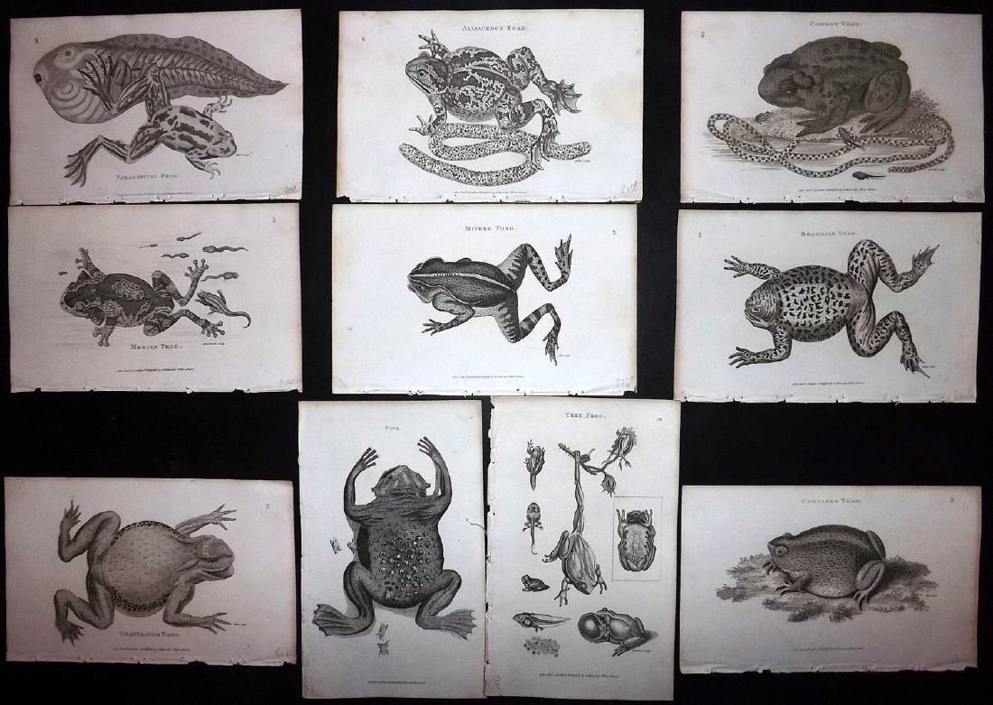 Shaw, George 1816 Lot of 12 Prints. Frogs & Toads (1 of 2)