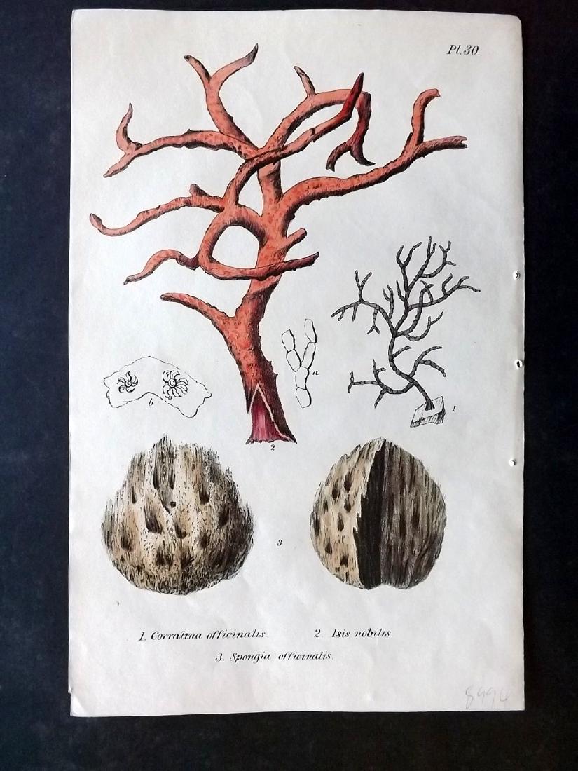 Stephenson, John 1838 Scarce Hand Col Coral Print (1 of 1)