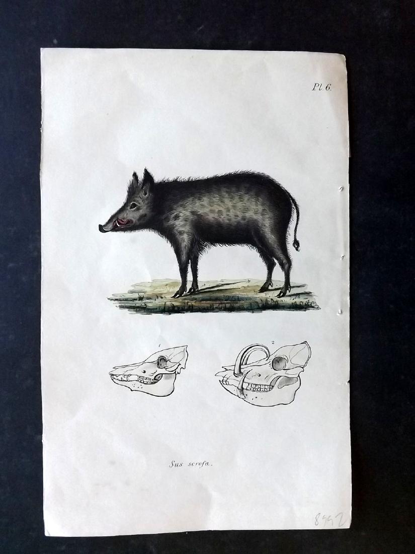 Stephenson, John 1838 Scarce Hand Col Pig Print (1 of 1)