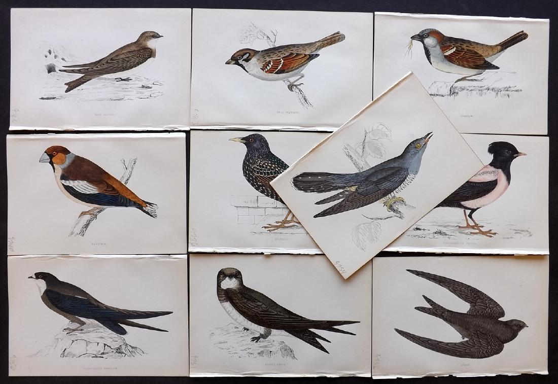 Morris, Francis 1867 Lot of 10 Hand Col Bird Prints: Woodblocks Published 1863-67, London for "A History of British Birds" by the Rev. F. O. Morris. Printed in colours and finished by Benjamin Fawcett. Paper Size: 7.5 x 5 inch (19 x 14cm) Good Condition