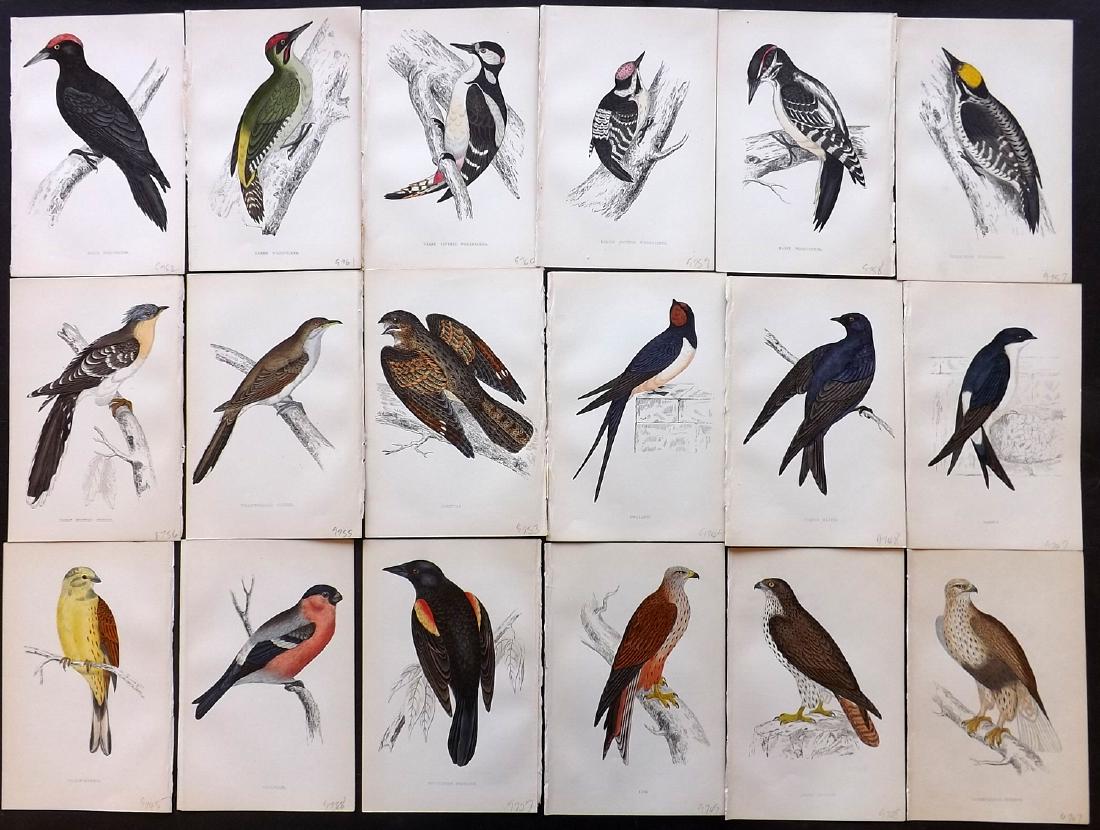 Morris, Francis 1867 Lot of 18 Hand Col Bird Prints: Woodblocks Published 1863-67, London for "A History of British Birds" by the Rev. F. O. Morris. Printed in colours and finished by Benjamin Fawcett. Paper Size: 7.5 x 5 inch (19 x 14cm) Good Condition