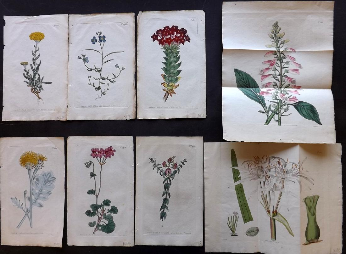 Curtis, William C1820 Lot of 8 Hand Col Botanical (1 of 2)