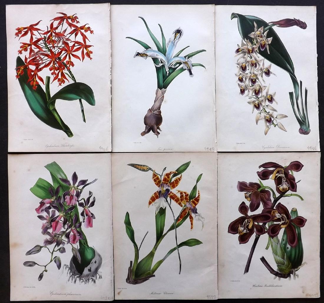 Paxton, Joseph 1842 Botanical Prints (6) Orchids, Iris (1 of 2)
