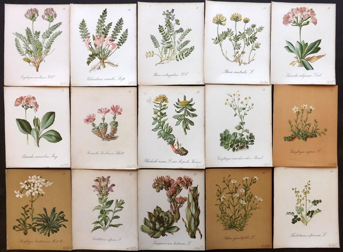 Seboth & Graf 1884 Lot of 15 Botanical Prints: Chromolithographs Published 1879-84, London for "Alpine Plants.." English Edition by Joseph Seboth & Ferdinand Graf. Edited by Alfred W. Bennett. Paper Size: 6.5 x 5 inch (16.5 x 13cm) Very minor spot