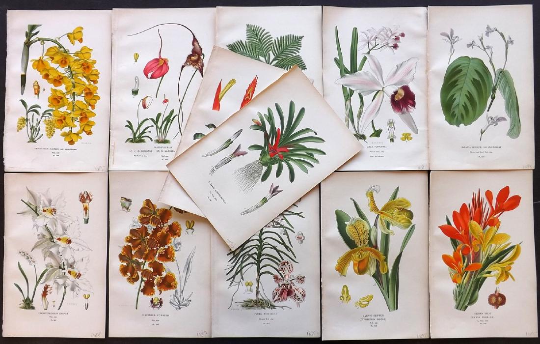 Step, Edward 1897 Lot of 12 Botanical Prints: Chromolithograph Published 1896-97 by Frederick Warne & Co., London for "Favourite Flowers of Garden and Greenhouse" by Edward Step and William Waton. Paper Size: 9.5 x 6 inch (24 x 15cm) Good Conditi