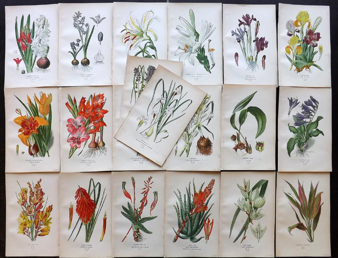 Step, Edward 1897 Lot of 20 Botanical Prints: Chromolithograph Published 1896-97 by Frederick Warne & Co., London for "Favourite Flowers of Garden and Greenhouse" by Edward Step and William Waton. Paper Size: 9.5 x 6 inch (24 x 15cm) Good Conditi