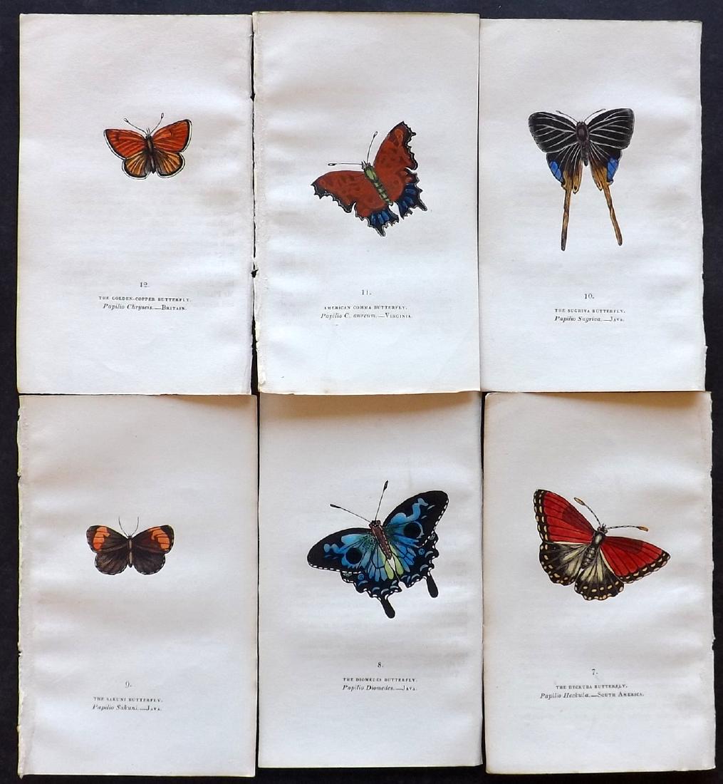 Brown, Captain 1834 Lot of 6 Hand Col Butterfly Prints (1 of 2)