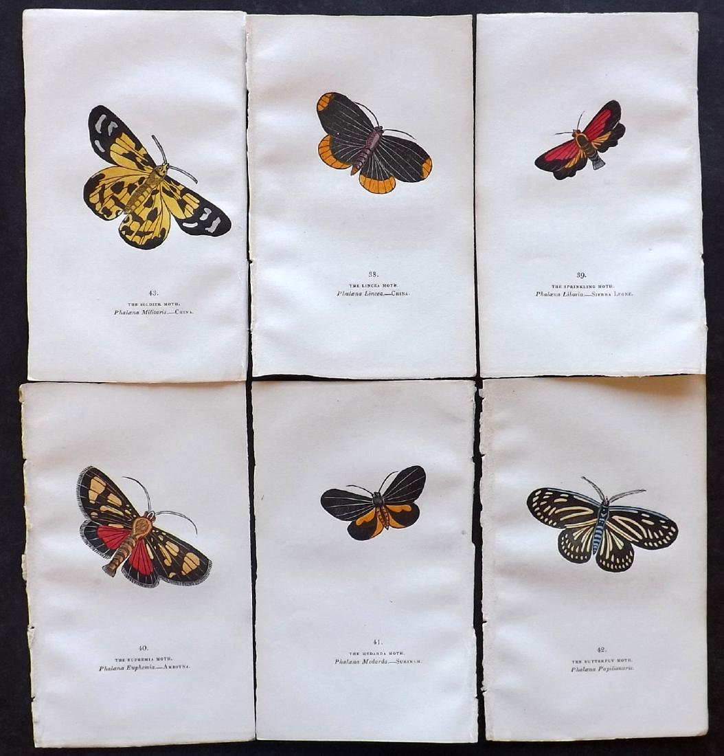 Brown, Captain 1834 Lot of 6 Hand Col Moth Prints (1 of 2)