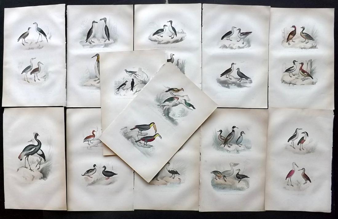 Buffon, Comte de 1857 Lot of 10 Hand Col Bird Prints: Hand Coloured Etchings Published 1853-57, Paris for "Oeuvres Completes de Buffon" by The Comte de Buffon & Pierre Flourens. Paper Size: 10.5 x 7 inch (27 x 19cm) Good Condition overall