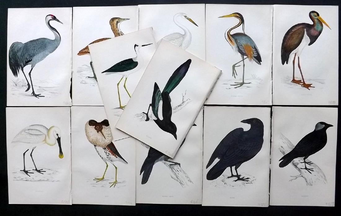 Morris, Francis 1867 Lot of 12 Hand Col Bird Prints: Woodblocks Published 1863-67, London for "A History of British Birds" by the Rev. F. O. Morris. Printed in colours and finished by Benjamin Fawcett. Paper Size: 7.5 x 5 inch (19 x 14cm) Good Condition