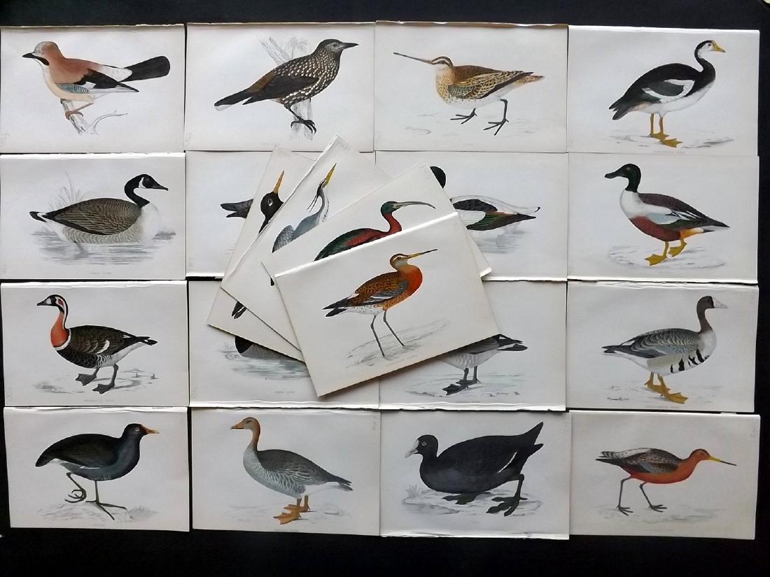 Morris, Francis 1867 Lot of 20 Hand Col Bird Prints: Woodblocks Published 1863-67, London for "A History of British Birds" by the Rev. F. O. Morris. Printed in colours and finished by Benjamin Fawcett. Paper Size: 7.5 x 5 inch (19 x 14cm) Good Condition