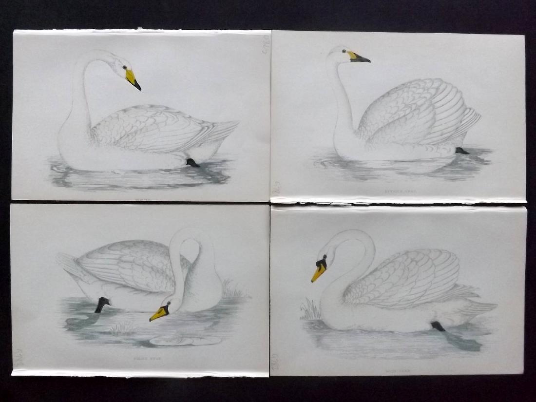 Morris, Francis 1867 Lot of 4 Hand Col Bird Prints.: Woodblocks Published 1863-67, London for "A History of British Birds" by the Rev. F. O. Morris. Printed in colours and finished by Benjamin Fawcett. Paper Size: 7.5 x 5 inch (19 x 14cm) Good Condition