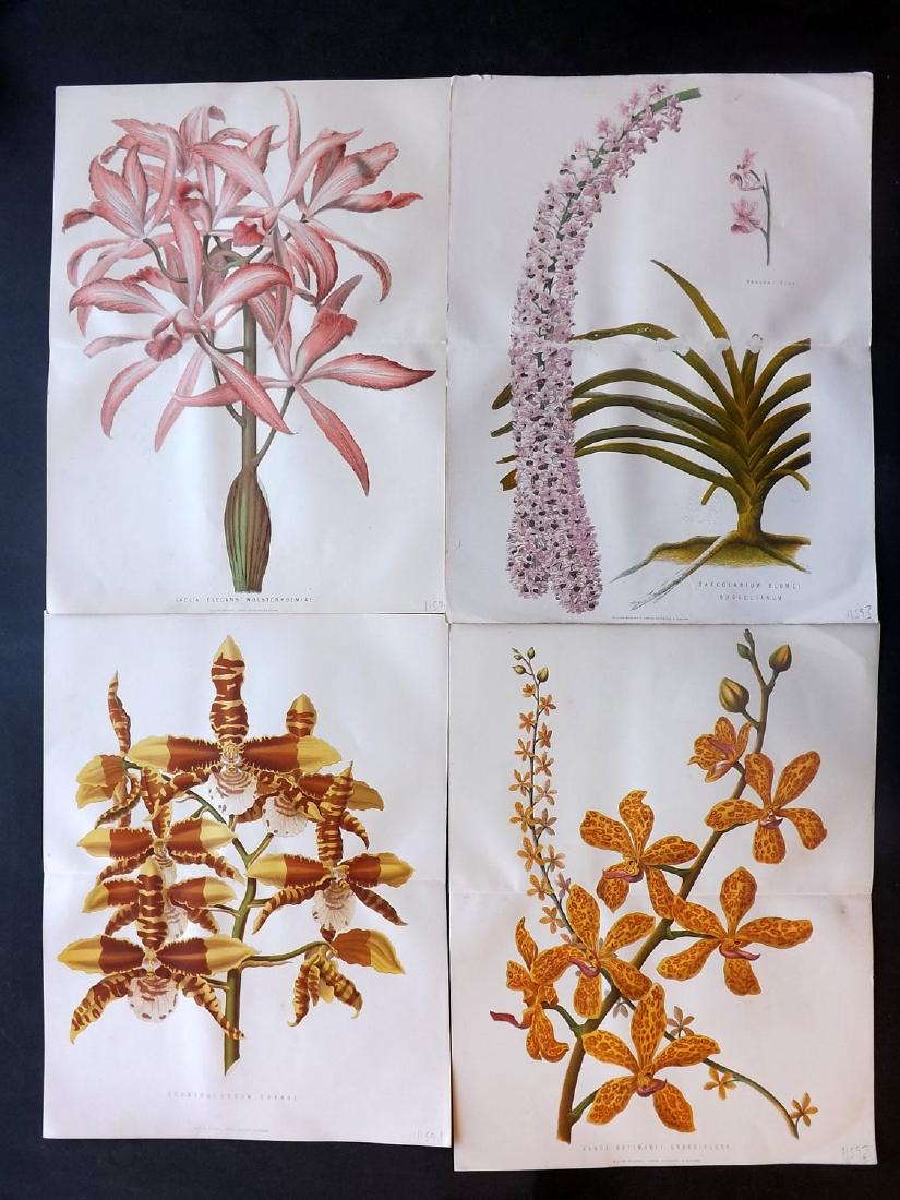 Anderson, James 1871 Lot of 4 Double Botanical Prints (1 of 2)
