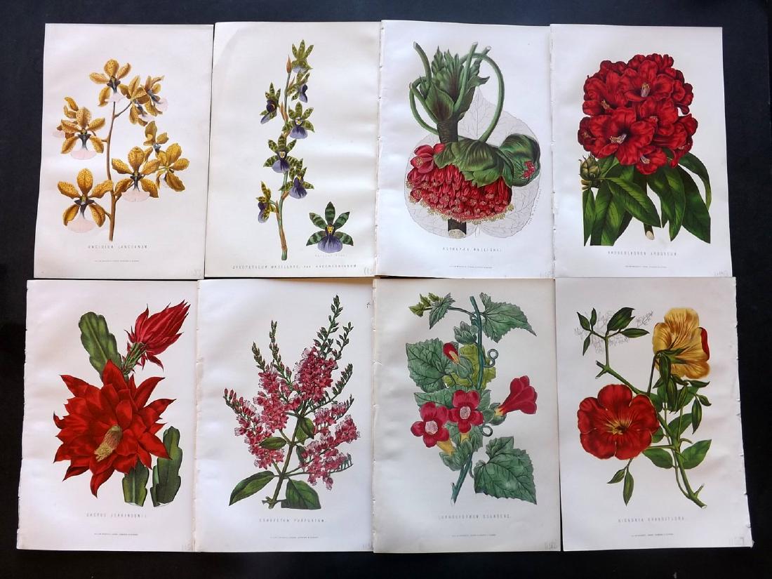 Anderson, James 1871 Lot of 8 Botanical Prints (1 of 2)