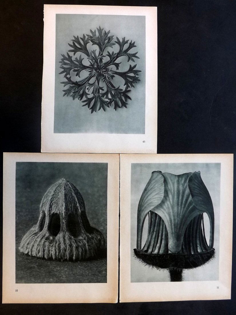 Blossfeldt, Karl 1948 Lot of 3 Botanical Prints (1 of 1)