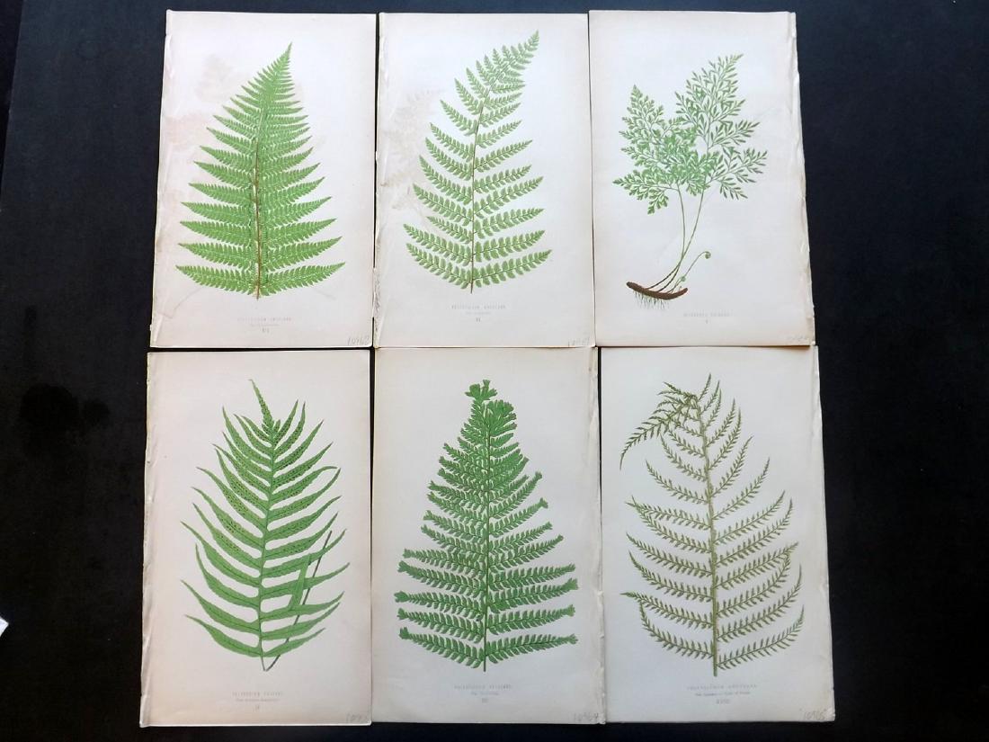 Lowe, Edward 1869 Lot of 6 Botanical Fern Prints: Woodblocks Published 1869 by Groombridge and Sons, London for "Our Native Ferns" by Edward Lowe. Illustrated by A.F. Lydon. Printed by Benjamin Fawcett. Paper Size: 10 x 6 inch (25 x 15cm) A couple wi