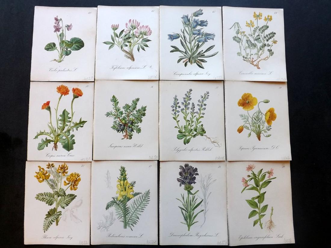 Seboth & Graf 1884 Lot of 12 Botanical Prints: Chromolithographs Published 1879-84, London for "Alpine Plants.." English Edition by Joseph Seboth & Ferdinand Graf. Edited by Alfred W. Bennett. Paper Size: 6.5 x 5 inch (16.5 x 13cm) Very minor spot