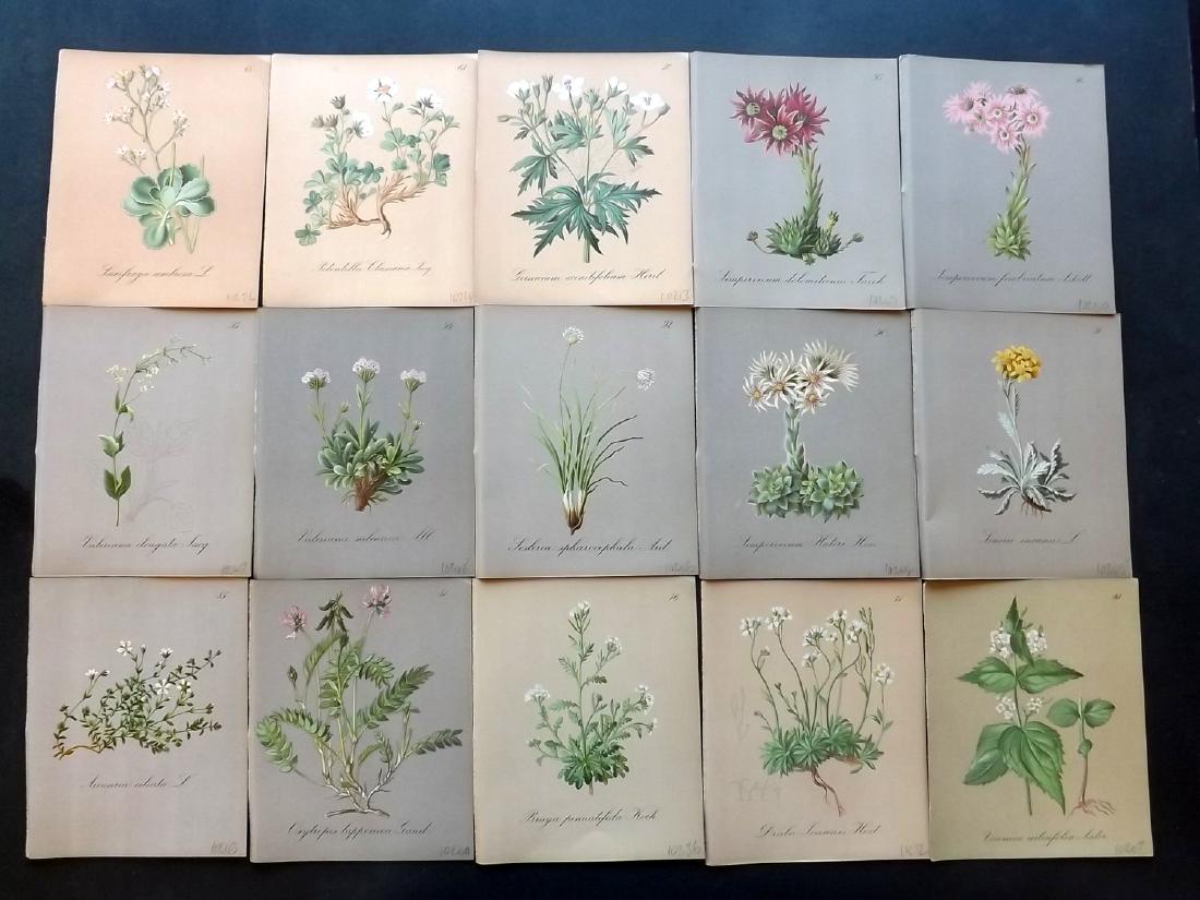 Seboth & Graf 1884 Lot of 15 Botanical Prints: Chromolithographs Published 1879-84, London for "Alpine Plants.." English Edition by Joseph Seboth & Ferdinand Graf. Edited by Alfred W. Bennett. Paper Size: 6.5 x 5 inch (16.5 x 13cm) Very minor spot