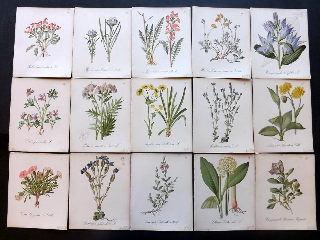 Seboth & Graf 1884 Lot of 15 Botanical Prints: Chromolithographs Published 1879-84, London for "Alpine Plants.." English Edition by Joseph Seboth & Ferdinand Graf. Edited by Alfred W. Bennett. Paper Size: 6.5 x 5 inch (16.5 x 13cm) Very minor spot