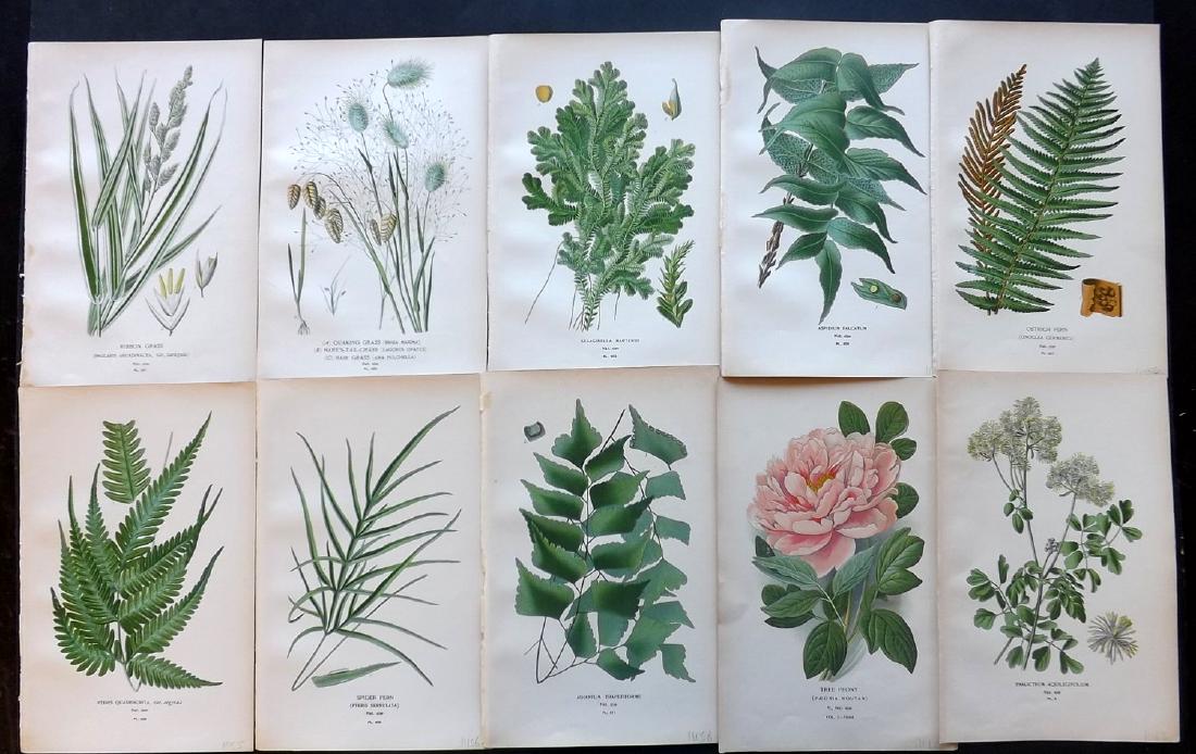 Step, Edward 1897 Lot of 20 Botanical Prints (1 of 2)