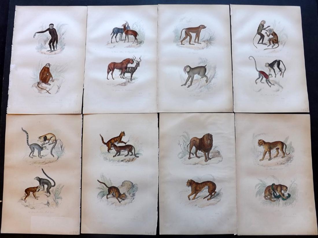 Buffon, Comte de 1857 Lot of 12 Hand Colored Prints (1 of 2)