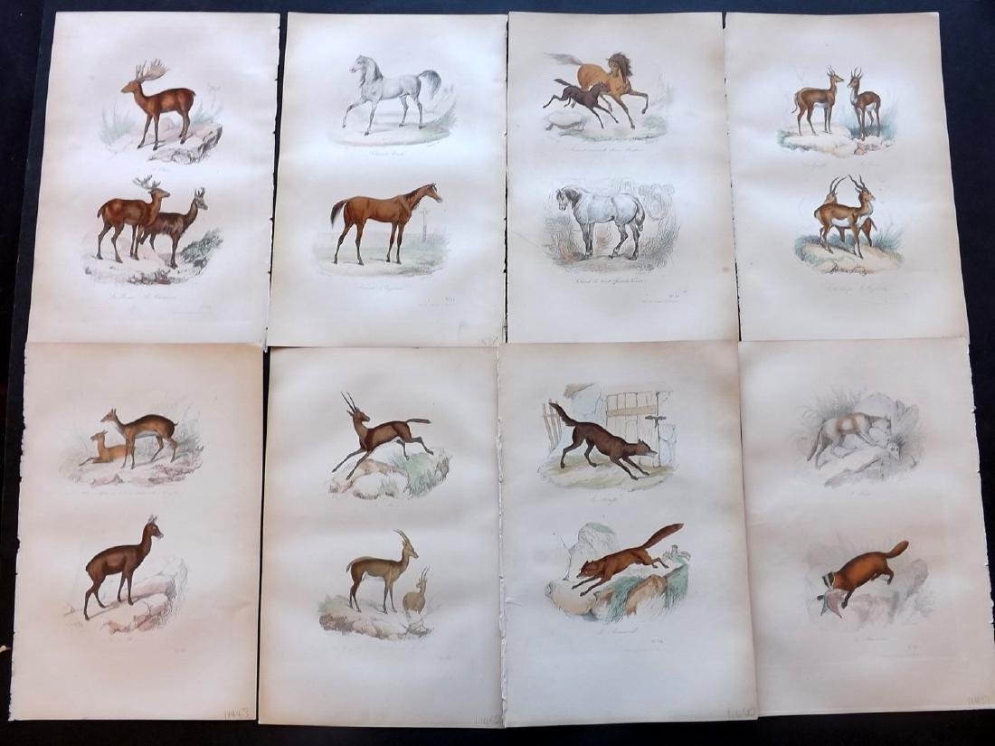 Buffon, Comte de 1857 Lot of 12 Hand Colored Prints (1 of 2)