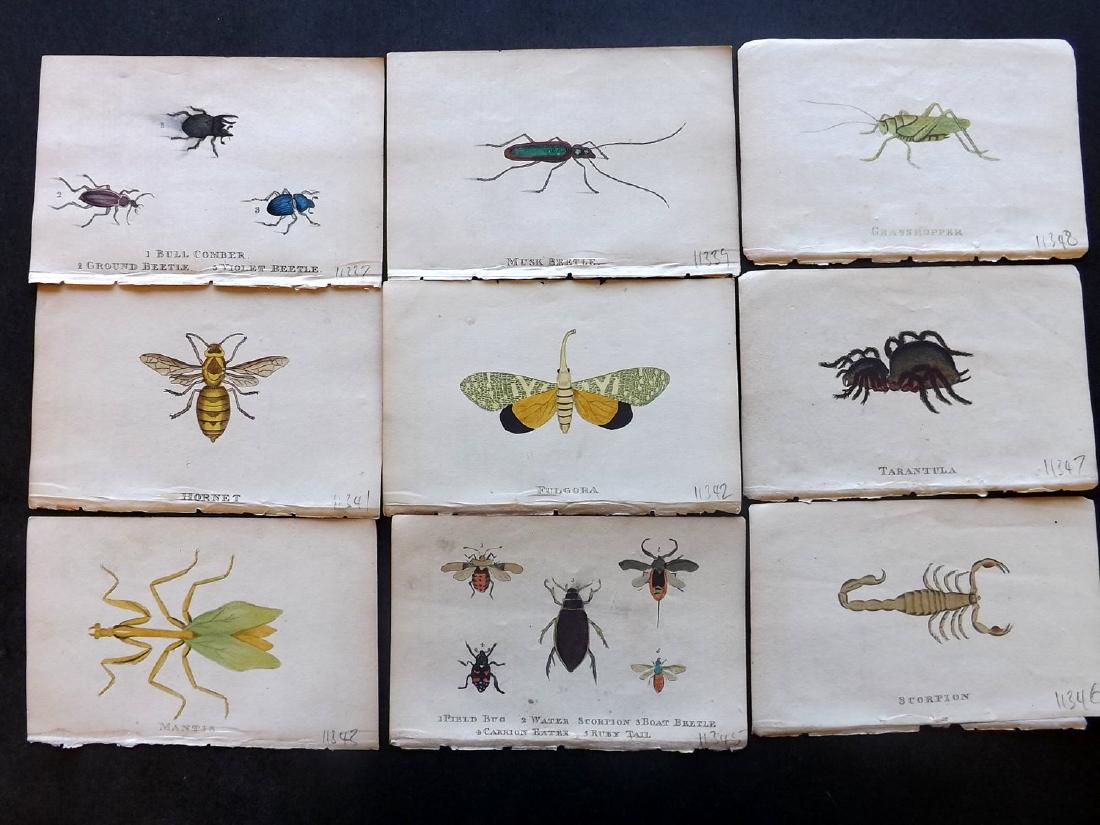 Holloway, William 1804 Lot of 9 Hand Col Insect Prints (1 of 1)