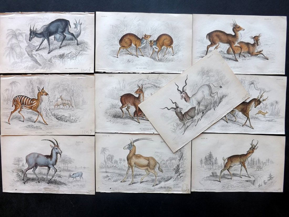 Jardine, William C1840 Lot 10 HC Prints. Antelopes etc (1 of 2)