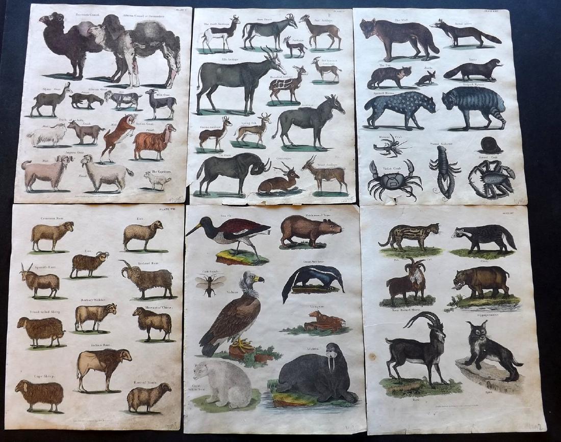Shaw & Goldsmith 1817 Lot 6 HC Natural History Prints: Hand Coloured Copper Plates Published 1817, London for "A History of the Earth and Animated Nature" Also titled "Panorama of Nature" by Oliver Goldsmith and George Shaw. Fine hand colour as issued. Ra