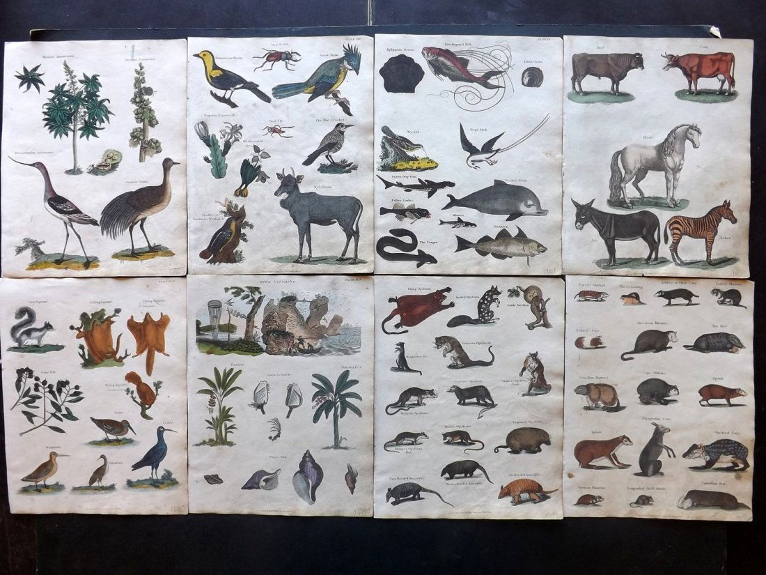 Shaw & Goldsmith 1817 Lot 8 of HC Natural History Birds (1 of 2)