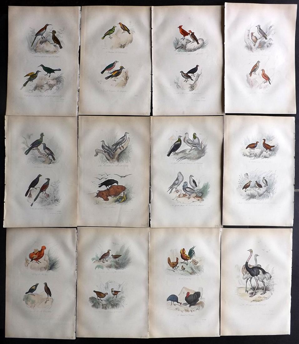 Buffon, Comte de 1857 Lot of 12 Hand Col Bird Prints: Hand Coloured Etchings Published 1853-57, Paris for "Oeuvres Completes de Buffon" by The Comte de Buffon & Pierre Flourens. Paper Size: 10.5 x 7 inch (27 x 19cm) Good Condition overall