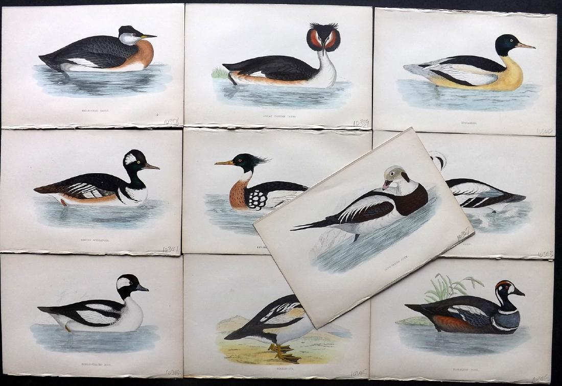Morris, Francis 1867 Lot of 10 Hand Col Bird Prints: Woodblocks Published 1863-67, London for "A History of British Birds" by the Rev. F. O. Morris. Printed in colours and finished by Benjamin Fawcett. Paper Size: 7.5 x 5 inch (19 x 14cm) Good Condition