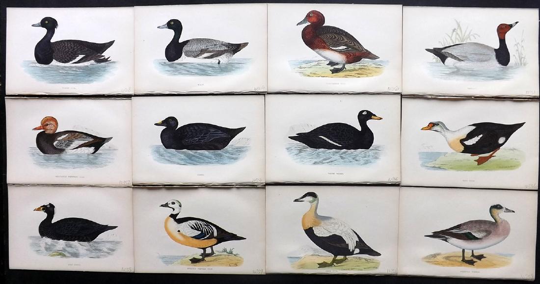 Morris, Francis 1867 Lot of 12 Hand Col Bird Prints: Woodblocks Published 1863-67, London for "A History of British Birds" by the Rev. F. O. Morris. Printed in colours and finished by Benjamin Fawcett. Paper Size: 7.5 x 5 inch (19 x 14cm) Good Condition