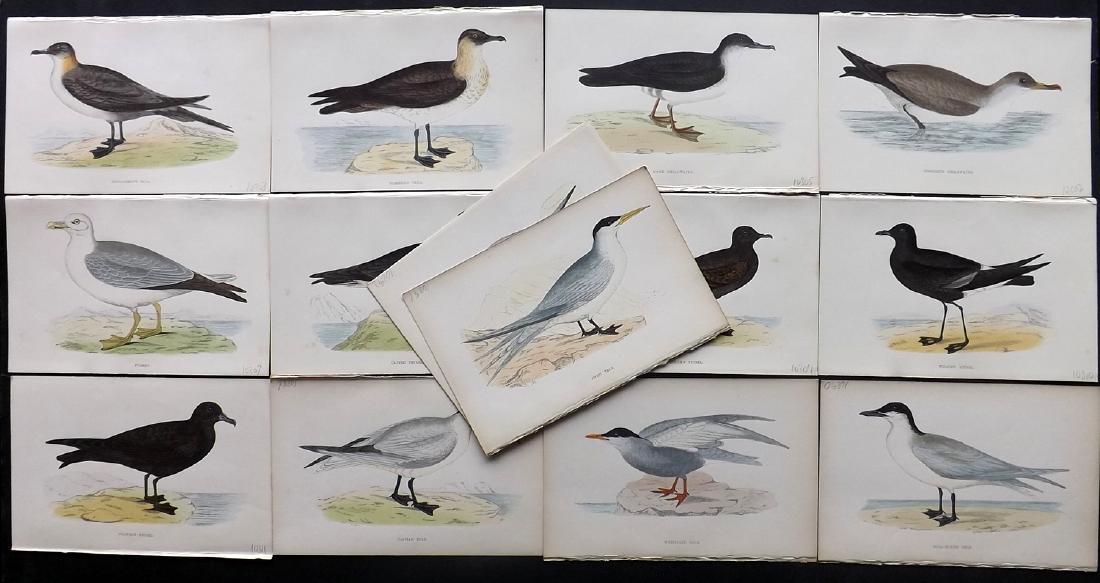 Morris, Francis 1867 Lot of 14 Hand Col Bird Prints: Woodblocks Published 1863-67, London for "A History of British Birds" by the Rev. F. O. Morris. Printed in colours and finished by Benjamin Fawcett. Paper Size: 7.5 x 5 inch (19 x 14cm) Good Condition