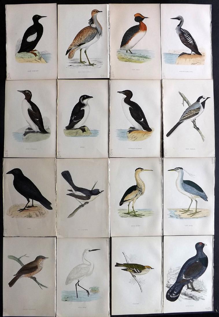 Morris, Francis 1867 Lot of 16 Hand Col Bird Prints: Woodblocks Published 1863-67, London for "A History of British Birds" by the Rev. F. O. Morris. Printed in colours and finished by Benjamin Fawcett. Paper Size: 7.5 x 5 inch (19 x 14cm) Good Condition