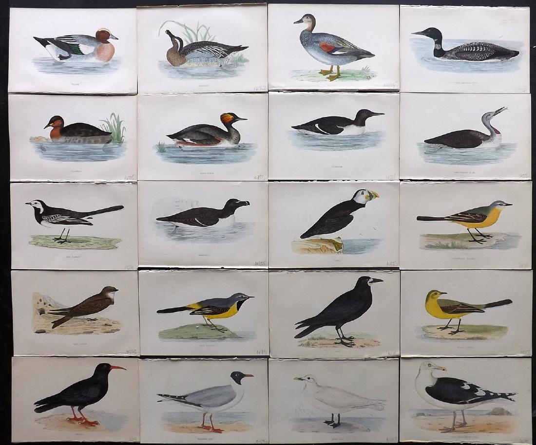 Morris, Francis 1867 Lot of 20 Hand Col Bird Prints: Woodblocks Published 1863-67, London for "A History of British Birds" by the Rev. F. O. Morris. Printed in colours and finished by Benjamin Fawcett. Paper Size: 7.5 x 5 inch (19 x 14cm) Good Condition