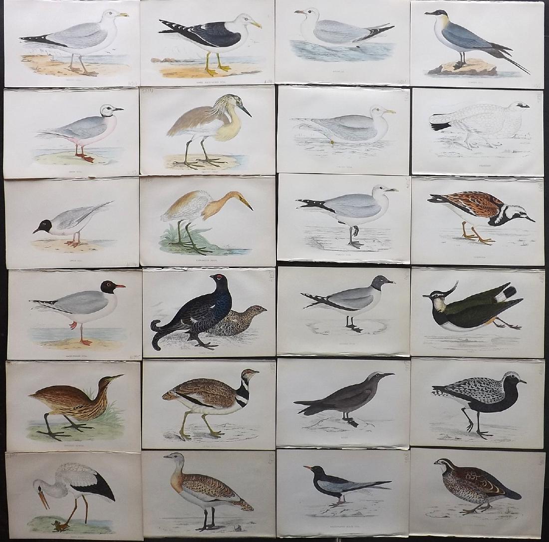 Morris, Francis 1867 Lot of 24 Hand Col Bird Prints: Woodblocks Published 1863-67, London for "A History of British Birds" by the Rev. F. O. Morris. Printed in colours and finished by Benjamin Fawcett. Paper Size: 7.5 x 5 inch (19 x 14cm) Good Condition