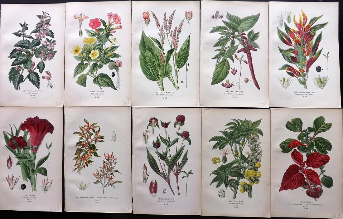 Step, Edward 1897 Lot of 10 Botanical Prints: Chromolithograph Published 1896-97 by Frederick Warne & Co., London for "Favourite Flowers of Garden and Greenhouse" by Edward Step and William Waton. Paper Size: 9.5 x 6 inch (24 x 15cm) Good Conditi