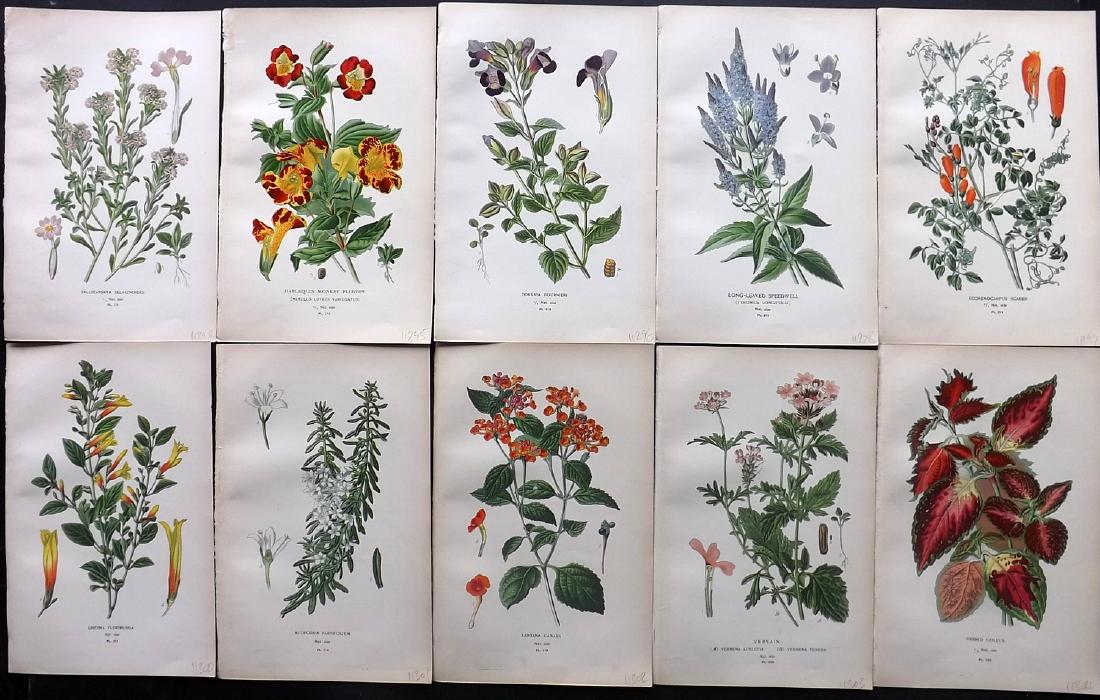 Step, Edward 1897 Lot of 10 Botanical Prints (1 of 2)
