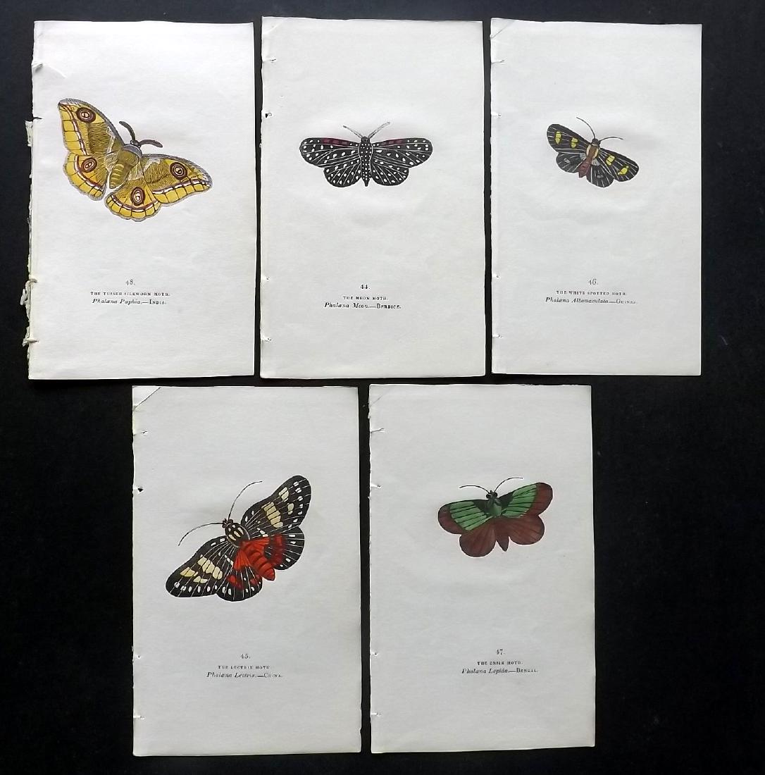 Brown, Captain 1843 Lot of 5 Hand Col Moth Prints: Hand Coloured Lithographs Published 1843, London for "The Book of Butterflies and Moths..." by Captain Thomas Brown. Part of Constable's Miscellany Series. Paper Size: 5.5 x 3.5 inch (14 x 9cm) Tiny m