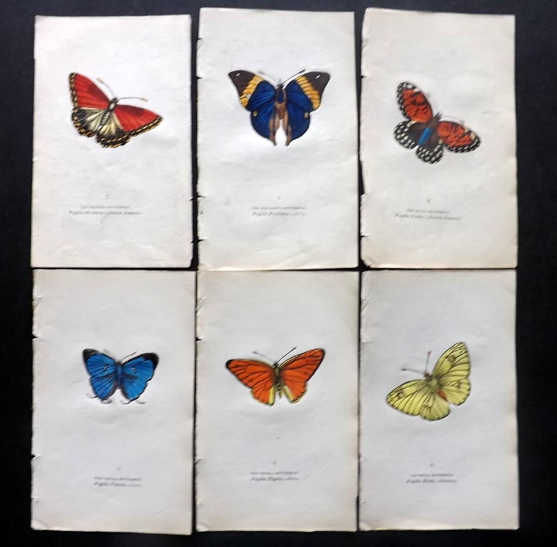 Brown, Captain 1843 Lot of 6 Hand Col Butterfly Prints: Hand Coloured Lithographs Published 1843, London for "The Book of Butterflies and Moths..." by Captain Thomas Brown. Part of Constable's Miscellany Series. Paper Size: 5.5 x 3.5 inch (14 x 9cm) Good C