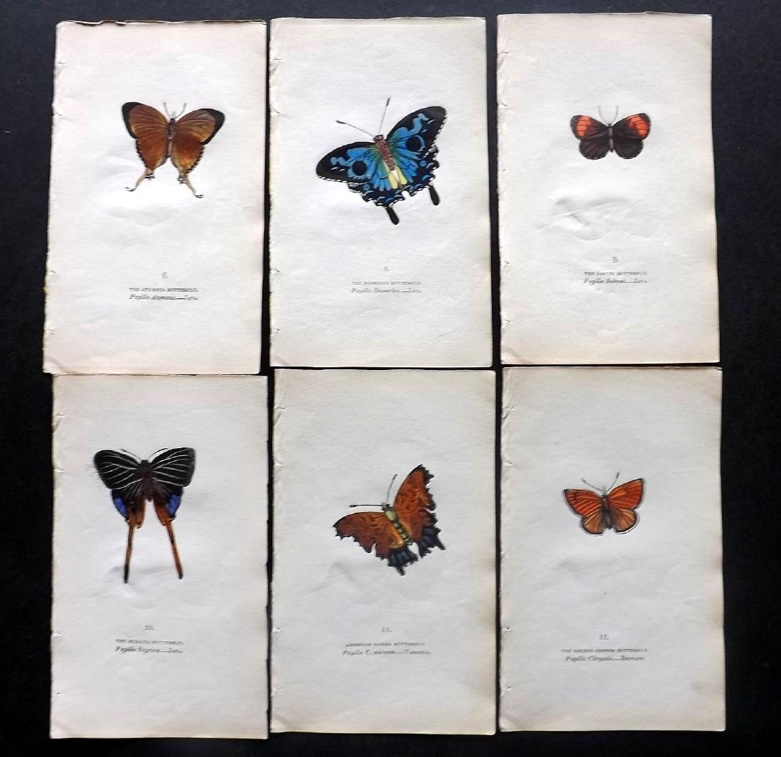 Brown, Captain 1843 Lot of 6 Hand Col Butterfly Prints: Hand Coloured Lithographs Published 1843, London for "The Book of Butterflies and Moths..." by Captain Thomas Brown. Part of Constable's Miscellany Series. Paper Size: 5.5 x 3.5 inch (14 x 9cm) Good C