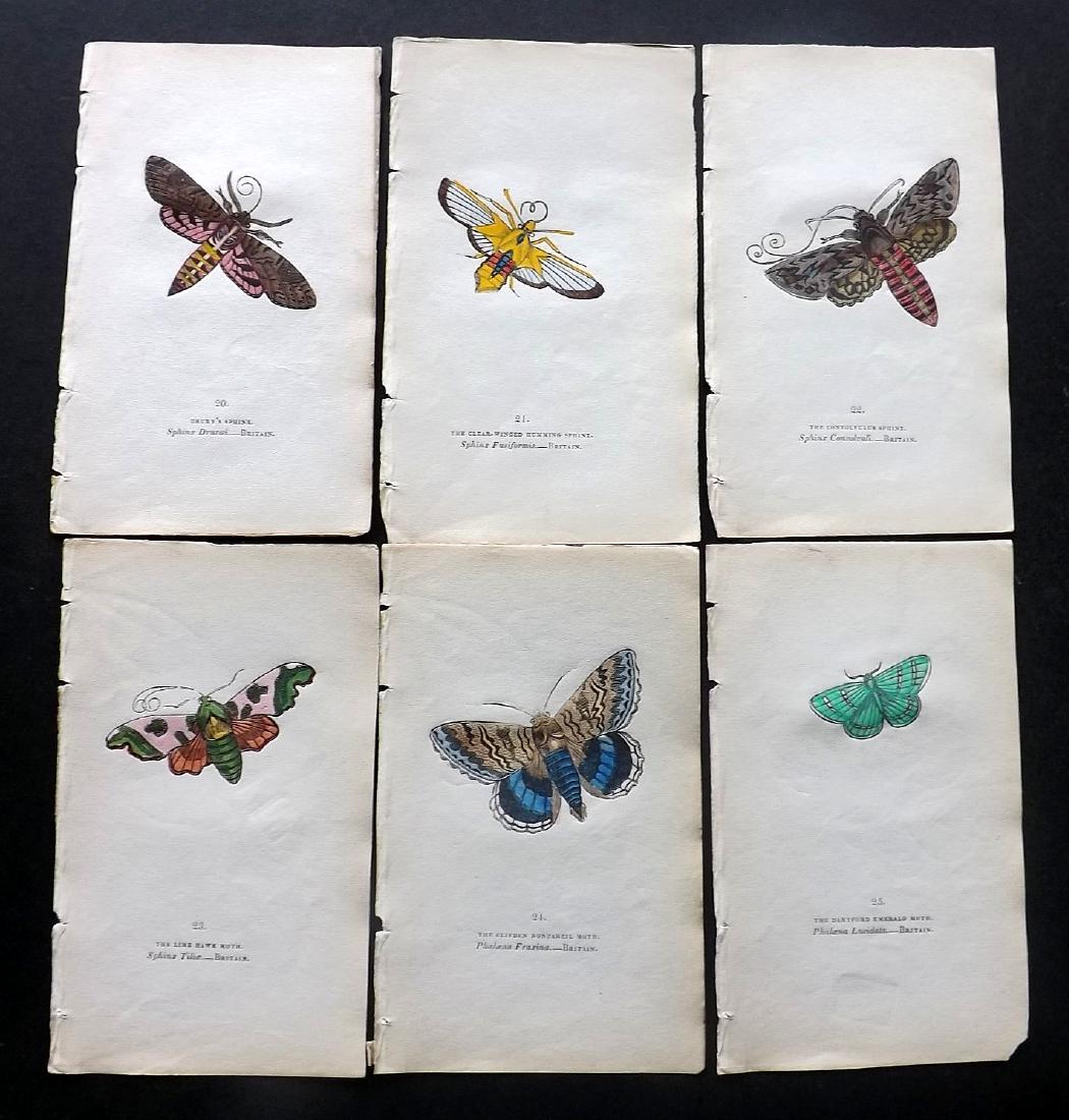 Brown, Captain 1843 Lot of 6 Hand Col Moth Prints: Hand Coloured Lithographs Published 1843, London for "The Book of Butterflies and Moths..." by Captain Thomas Brown. Part of Constable's Miscellany Series. Paper Size: 5.5 x 3.5 inch (14 x 9cm) Good C
