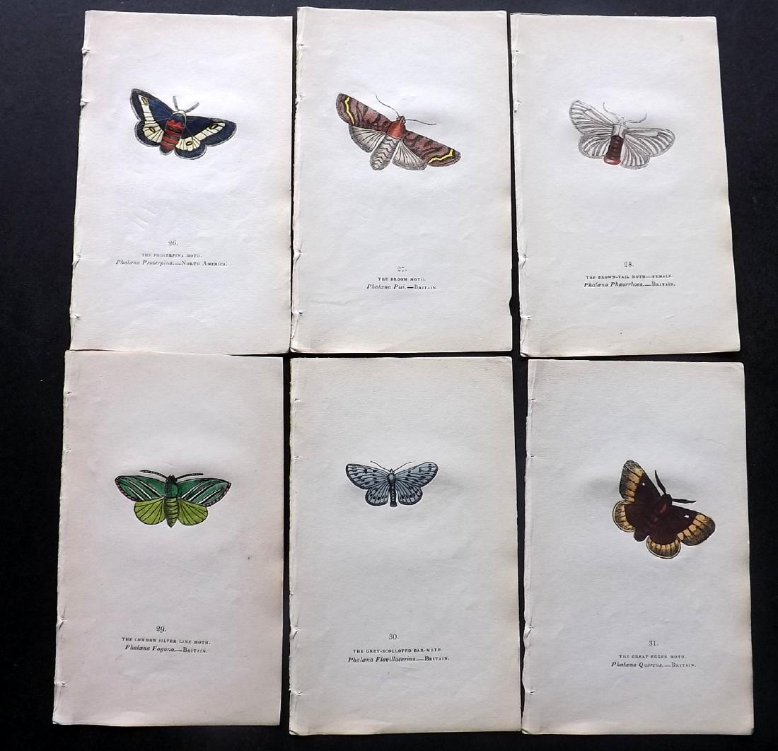 Brown, Captain 1843 Lot of 6 Hand Col Moth Prints: Hand Coloured Lithographs Published 1843, London for "The Book of Butterflies and Moths..." by Captain Thomas Brown. Part of Constable's Miscellany Series. Paper Size: 5.5 x 3.5 inch (14 x 9cm) Good C