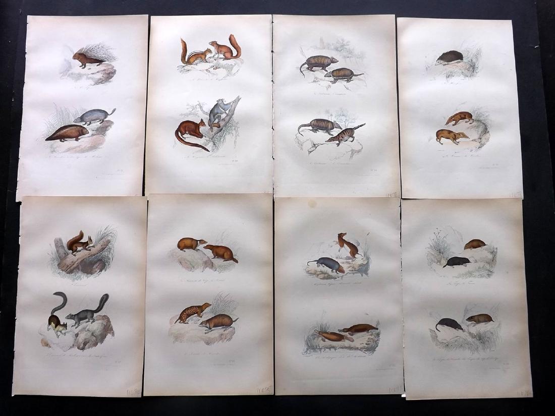 Buffon, Comte de 1857 Lot of 9 Hand Col Animal Prints: Hand Coloured Etchings Published 1853-57, Paris for "Oeuvres Completes de Buffon" by The Comte de Buffon & Pierre Flourens. Paper Size: 10.5 x 7 inch (27 x 19cm) Good Condition overall