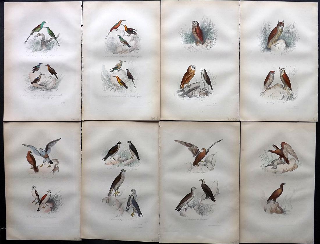 Buffon, Comte de 1857 Lot of 8 HC Bird Prints. Owls etc (1 of 2)